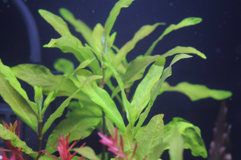 植栽から74日目